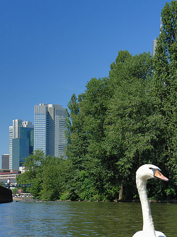 Foto Main mit Schwan