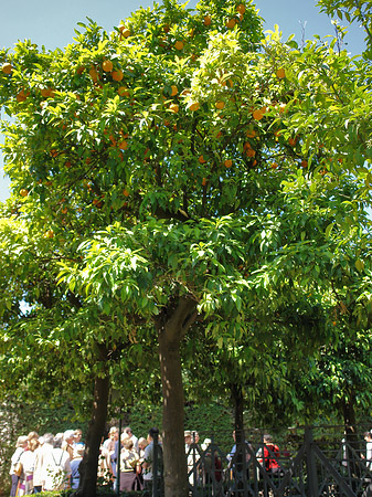 Bäume am Palatin Fotos