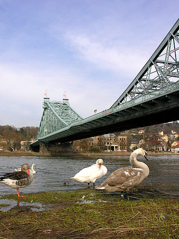 Foto Blaues Wunder - Dresden