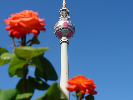Fotos Fernsehturm und Rosen