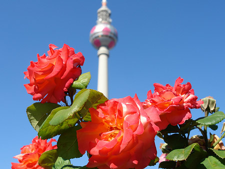Fernsehturm und Rosen Foto 