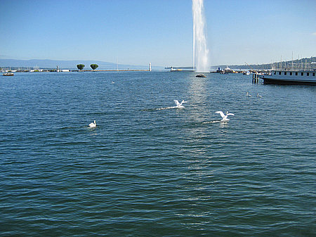 Fotos Jet d'Eau | Genf