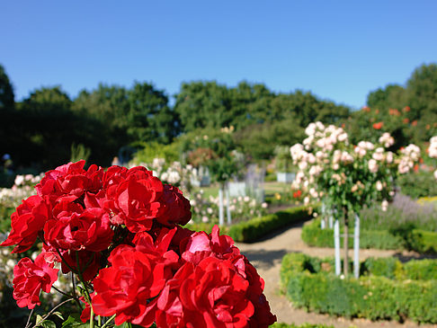 Fotos Planten un Blomen - Rosengarten | Hamburg
