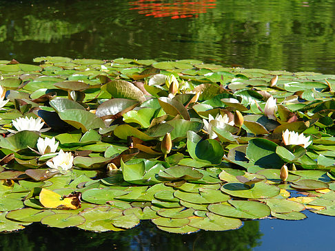 Foto Planten un Blomen - Wasserkaskaden