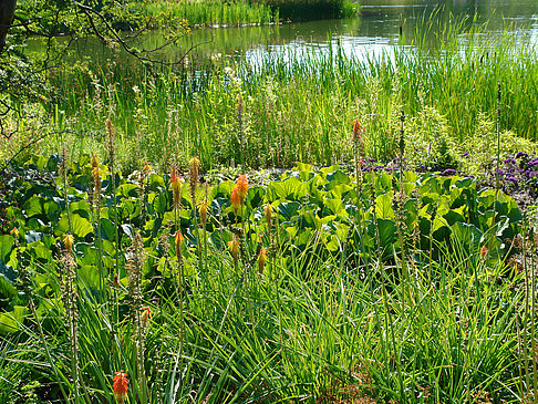 Fotos Planten un Blomen - Wiese am Parksee | Hamburg