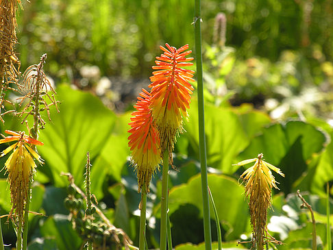 Foto Planten un Blomen - Wiese am Parksee - Hamburg