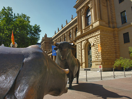 Bulle und Bär Fotos