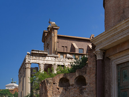 Tempel des Antoninus Pius und der Faustina