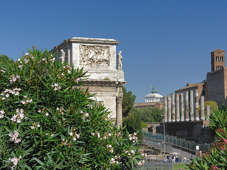 Foto Konstantinsbogen mit Bäumen - Rom