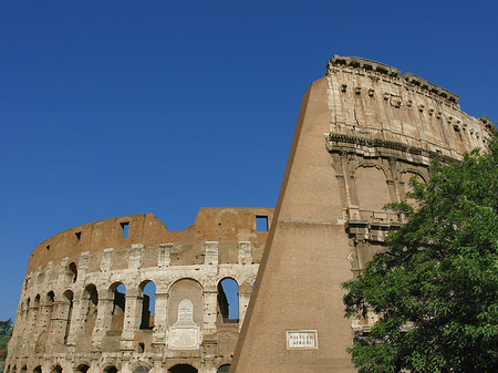 Foto Bäume vor dem Kolosseum - Rom