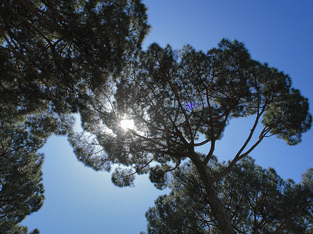 Bäume am Palatin Foto 