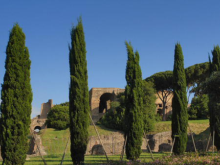 Bäume am Palatino