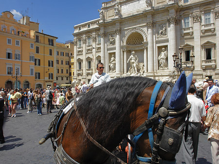 Pferdekutsche vor dem Brunnen Fotos