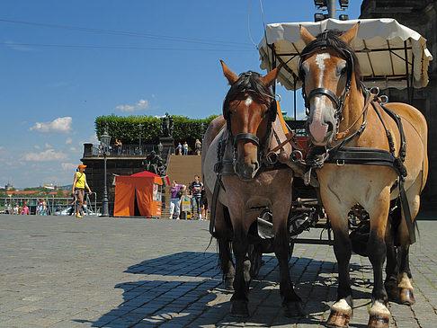 Fotos Pferdekutsche | Dresden