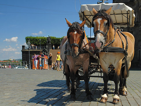 Foto Pferdekutsche - Dresden